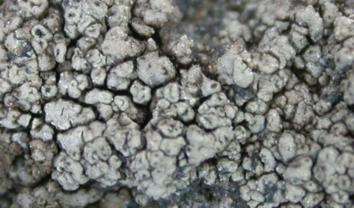 Lecanora gangaleoides from Taiwan (ABL)