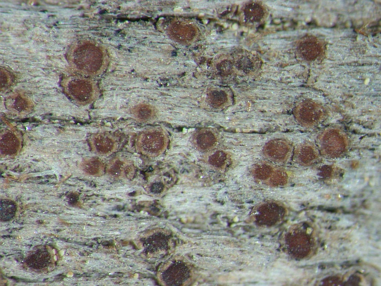 Lecanora hagenii from NE Pakistan leg. S.Iqbal 7; herb. LAH