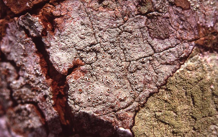 Lecanora helva from Thailand, Chiang Mai region leg. Sparrius 8083