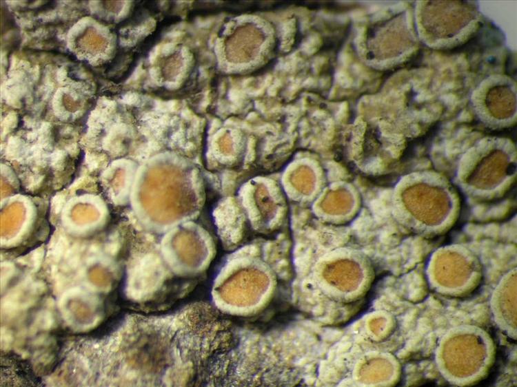 Lecanora helva from Singapore Light-exp. thallus. leg. Sipman 46370 (B). Image width = 4 mm.