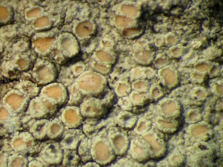 Lecanora helva from Singapore Habitus. leg. Sipman 45529. Image width = 4 mm.