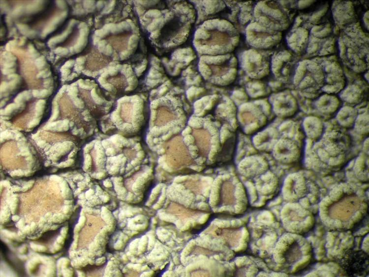 Lecanora helva from Singapore Habitus. leg. Sipman 45541. Image width = 4 mm.