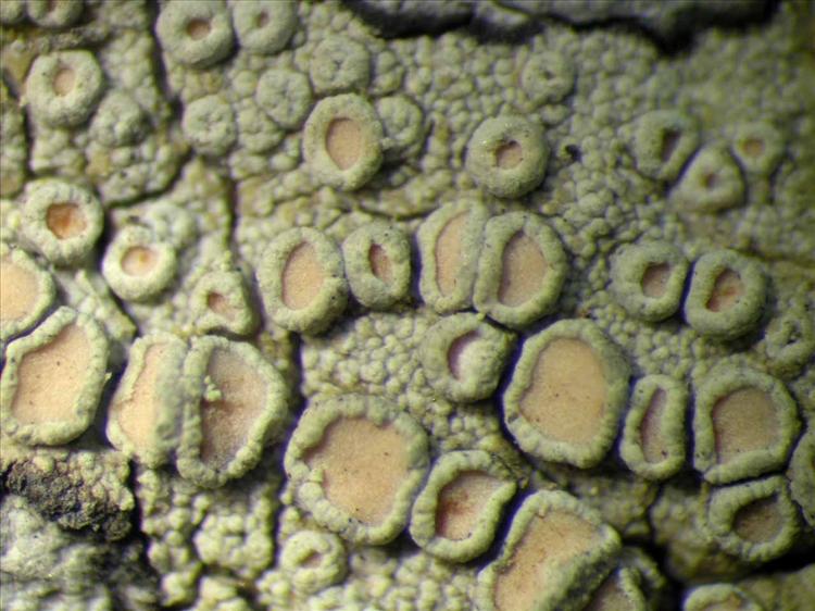 Lecanora helva from Singapore Habitus. leg. Sipman 45637. Image width = 4 mm.