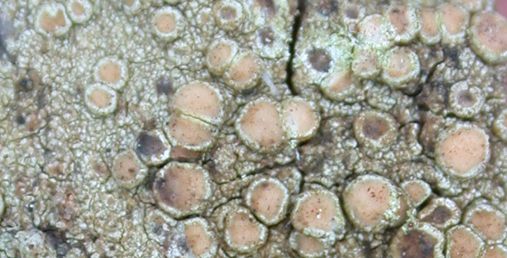 Lecanora helva from Taiwan (ABL)