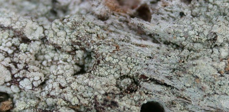 Lecanora helva from Ecuador, Galápagos 