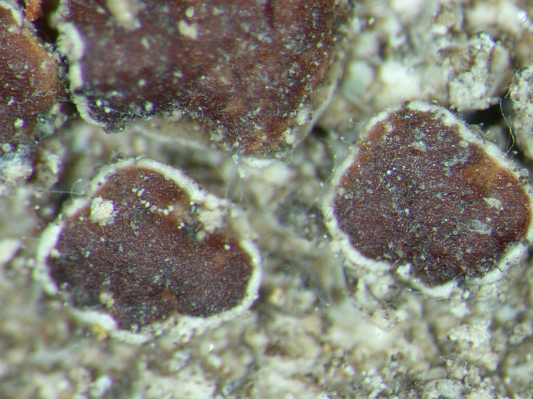 Lecanora horiza from NE Pakistan leg. S.Iqbal 35; herb. LAH