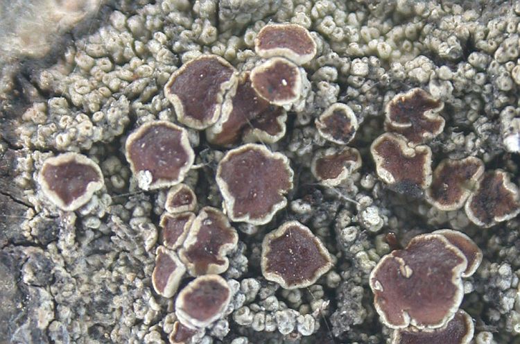 Lecanora horiza from Taiwan (ABL)