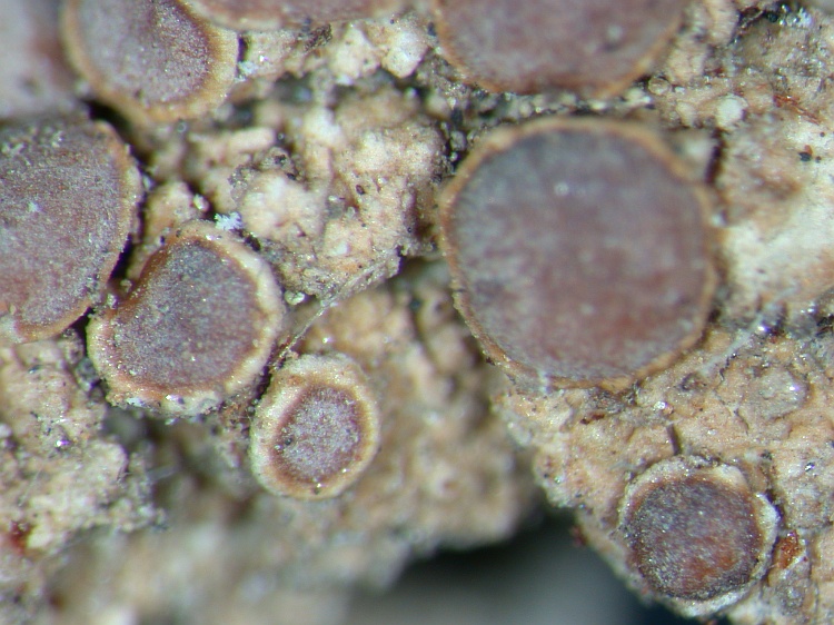 Lecanora hybocarpa from NE Pakistan leg. S.Iqbal 522; herb. LAH