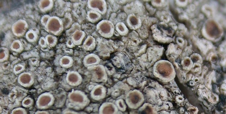 Lecanora insignis from Taiwan (ABL)
