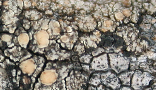 Lecanora intricata from Taiwan (ABL)