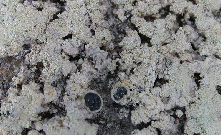 Lecanora jamesii from China, Yunnan (ABL)