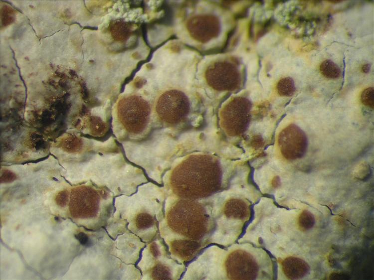 Lecanora legalloana from Netherlands Antilles, Saba Habitus. leg. B. Buck 50784. Image width = 4 mm.