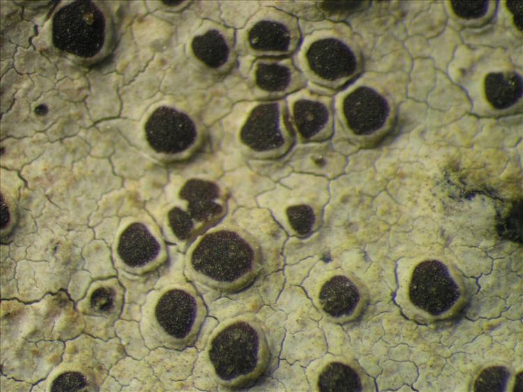 Lecanora legalloana from Netherlands Antilles, Saba Habitus. leg. Sipman  54839. Image width = 4 mm.