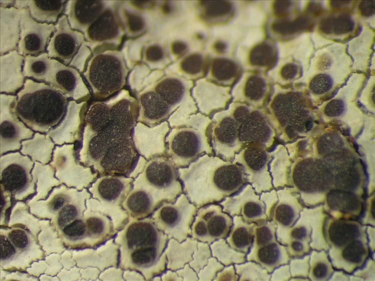 Lecanora legalloana from Netherlands Antilles, Saba Habitus. leg. B. Buck 50560. Image width = 4 mm.