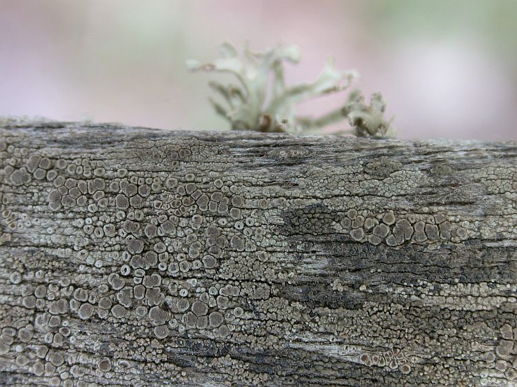 Lecanora leprosa from Ecuador, Galápagos, on CDRS balcony 