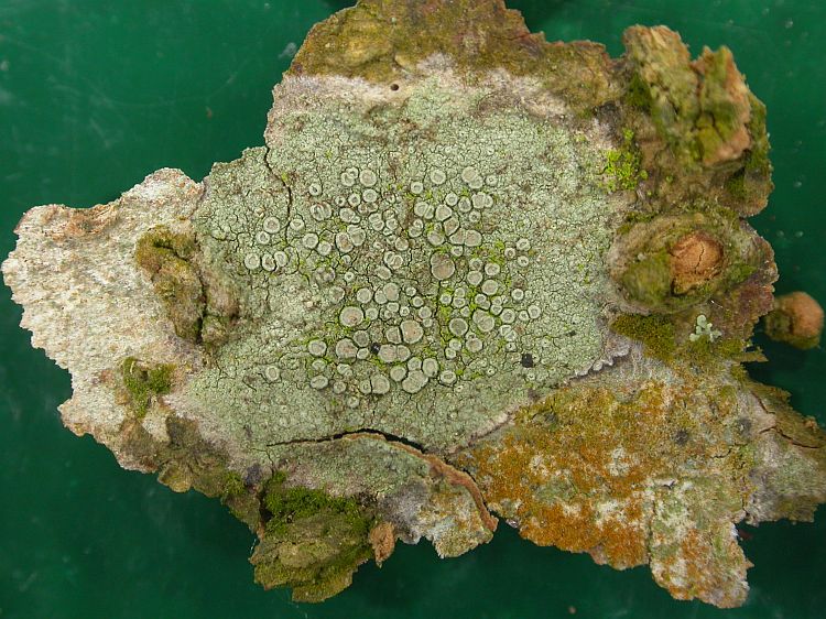 Lecanora leprosa from Vietnam, Hanoi region leg. Sparrius 8466