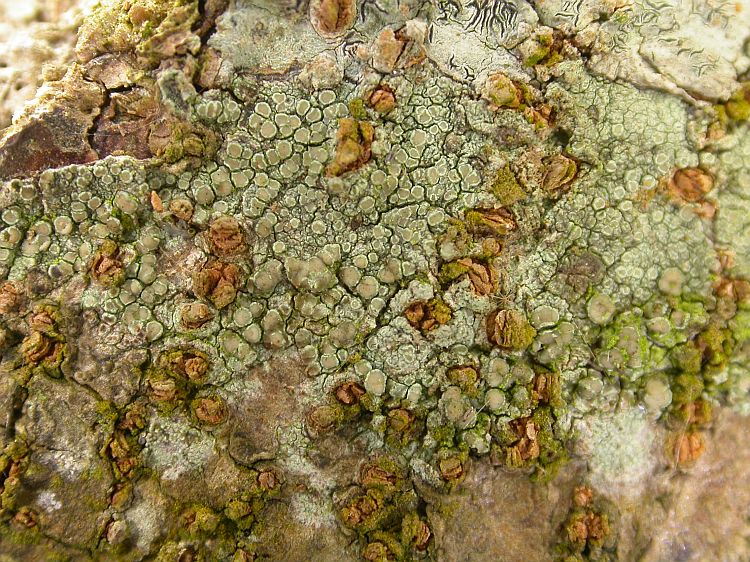 Lecanora leprosa from Vietnam, Hanoi region leg. Sparrius 8466