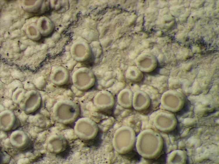 Lecanora leprosa from Netherlands Antilles, Saba Habitus. leg. Sipman  54728. Image width = 4 mm.