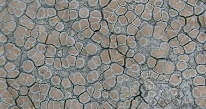 Lecanora leprosa from Taiwan (ABL)