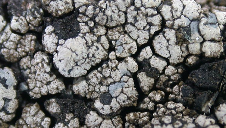 Lecanora marginata from China, Yunnan (ABL)