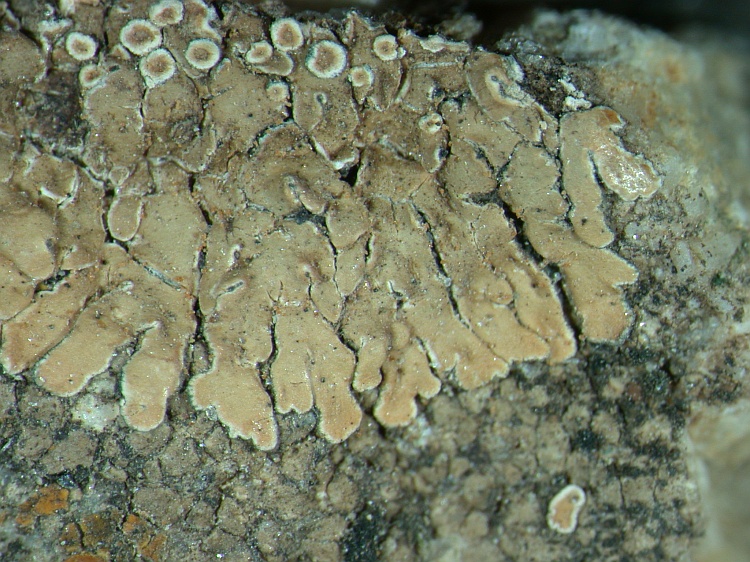 Lecanora muralis from NE Pakistan leg. S.Iqbal 9; herb. LAH