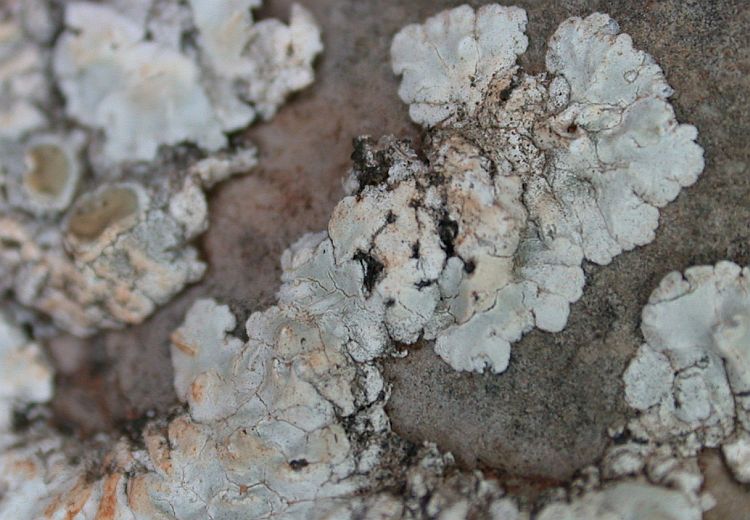 Lecanora muralis from China, Yunnan (ABL)