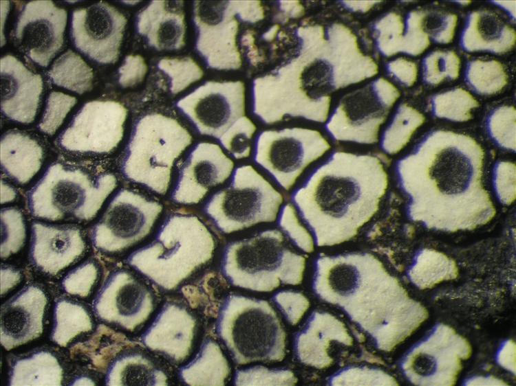 Lecanora oreinoides from Netherlands Antilles, Saba Habitus. leg. Sipman  54790. Image width = 4 mm.