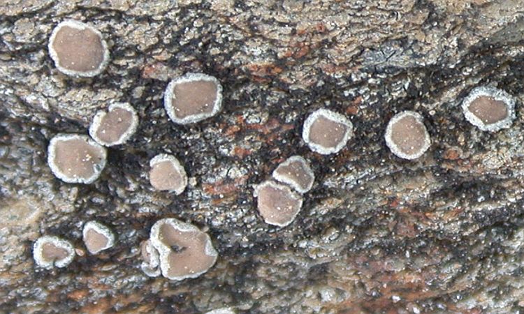 Lecanora polytropa from Taiwan (ABL)