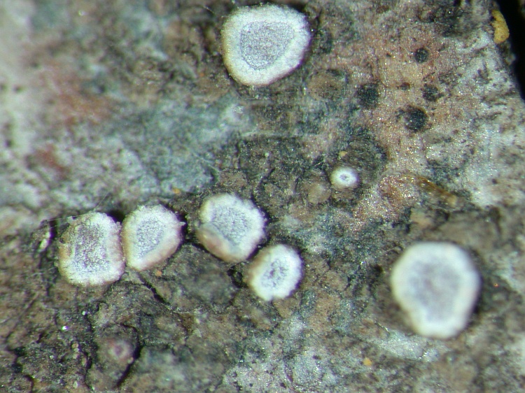 Lecanora populicola from NE Pakistan leg. S.Iqbal 32; herb. LAH