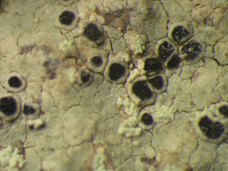 Lecanora prosecha from Netherlands Antilles, Saba Habitus. leg. B. Buck 50895. Image width = 4 mm.