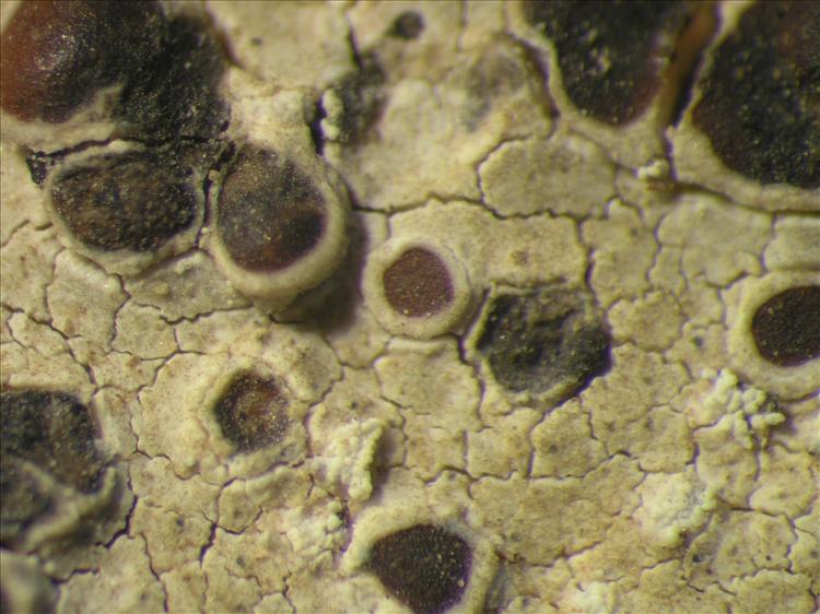 Lecanora prosecha from Netherlands Antilles, Saba Habitus. leg. Sipman  15219. Image width = 4 mm.