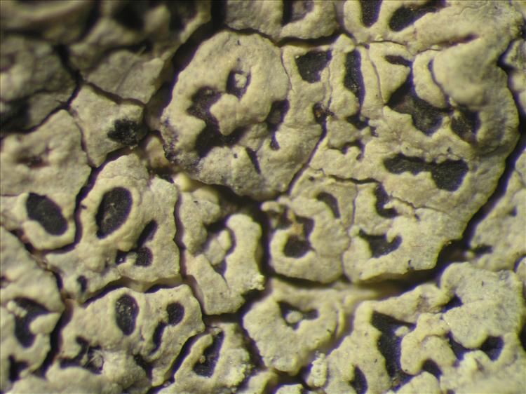 Lecanora prosecha from Netherlands Antilles, Saba Habitus. leg. Sipman  15382. Image width = 4 mm.