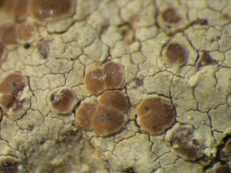 Lecanora prosecha from Netherlands Antilles, Saba Habitus. leg. Sipman  15223. Image width = 4 mm.