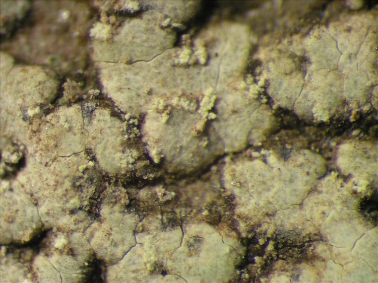 Lecanora prosecha from Netherlands Antilles, Saba Habitus. leg. B. Buck 50901. Image width = 4 mm.