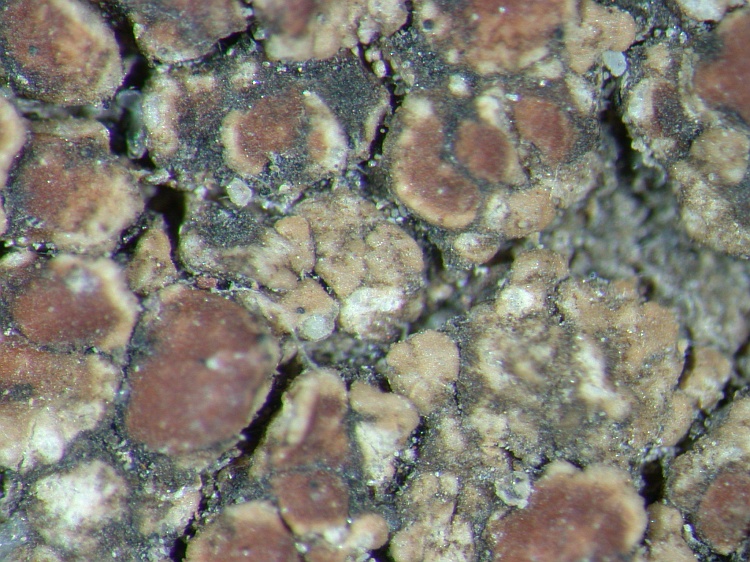 Lecanora pseudistera from NE Pakistan leg. S.Iqbal 450; herb. LAH