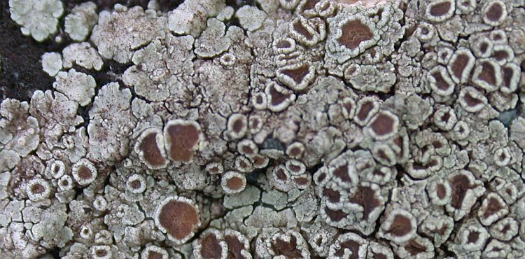 Lecanora pseudistera from Taiwan (ABL)