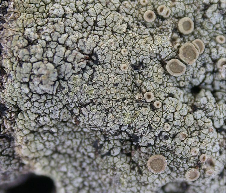 Lecanora pseudopinguis from Ecuador, Galápagos 