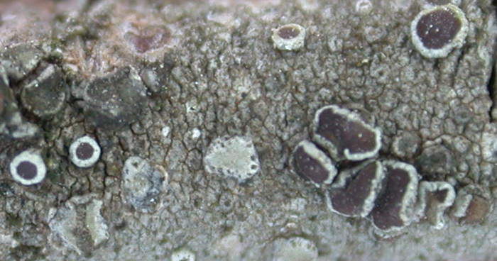 Lecanora pulicaris from China, Yunnan (ABL)