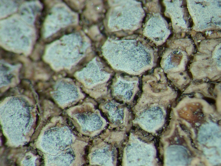 Lecanora rupicola from NE Pakistan leg. S.Iqbal 313; herb. LAH