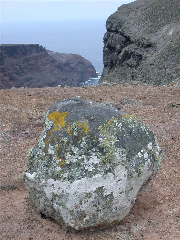 Lecanora sanctae-helenae from Saint Helena 