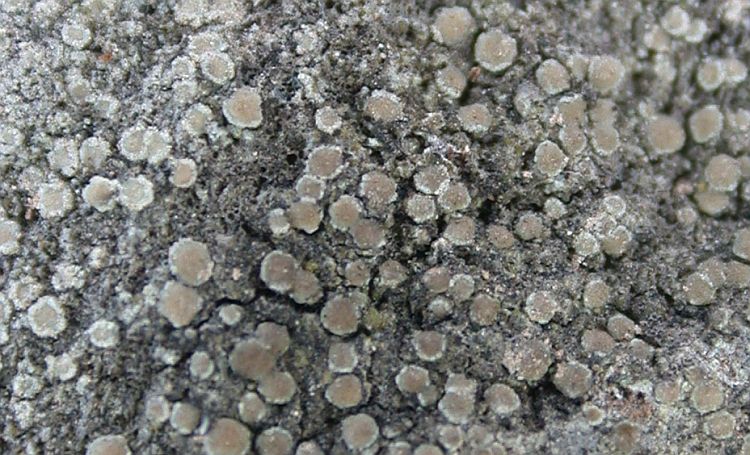 Lecanora strobilina from China, Yunnan (ABL)