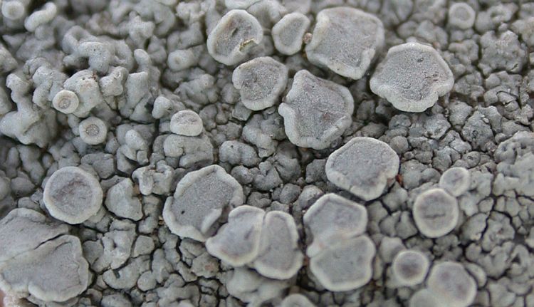 Lecanora subcarnea from China, Yunnan (ABL)