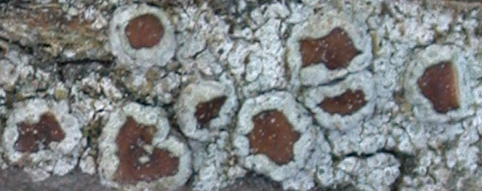 Lecanora subimmergens from Taiwan (ABL)