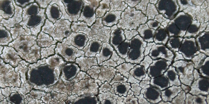 Lecanora subimmersa from Taiwan (ABL)