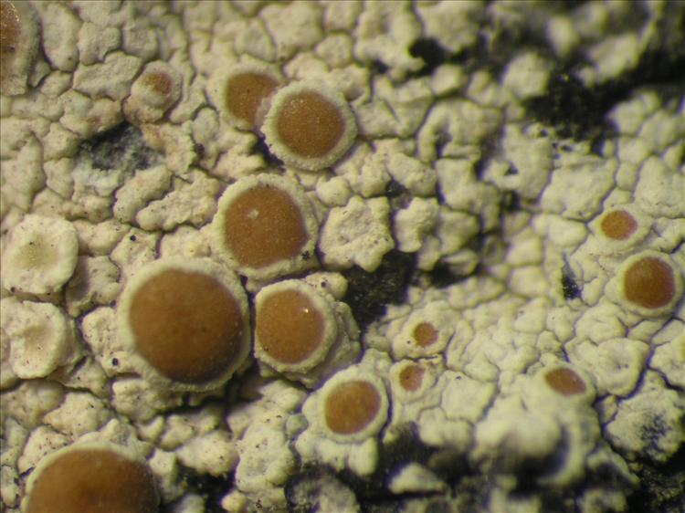 Lecanora sulfurescens from Netherlands Antilles, Saba Habitus. leg. Sipman  54749. Image width = 4 mm.