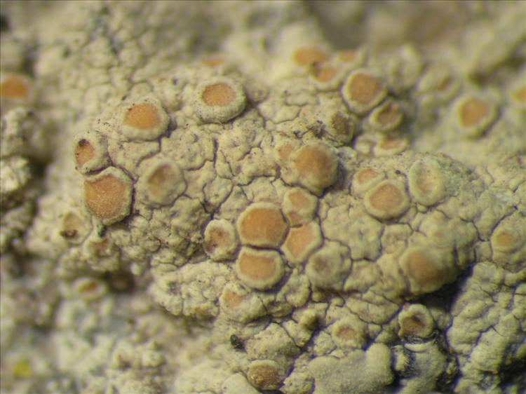 Lecanora sulfurescens from Netherlands Antilles, Saba Habitus. leg. Sipman  15330. Image width = 4 mm.