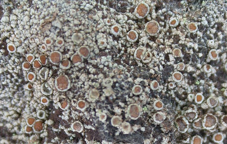 Lecanora sulfurescens from China, Yunnan (ABL)