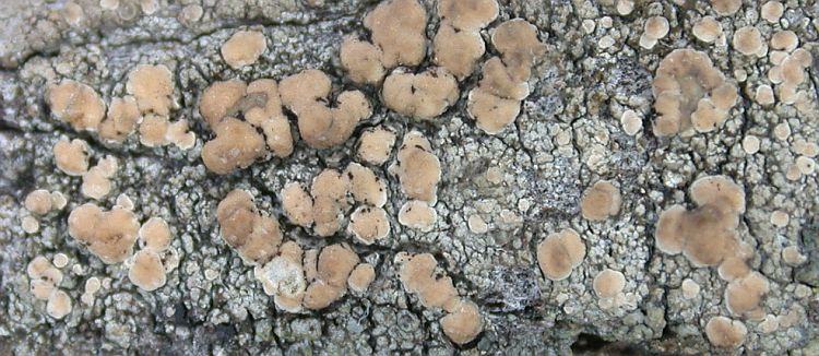 Lecanora symmicta from Taiwan (ABL)