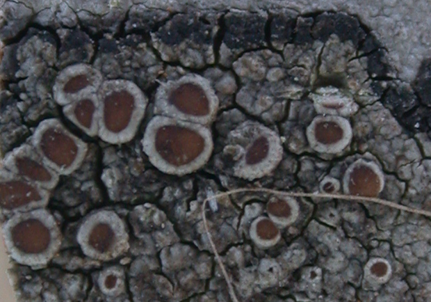 Lecanora tropica from Taiwan (ABL)