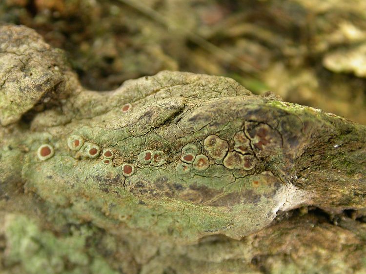 Lecanora tropica from Thailand, Chiang Mai region hb Sparrius